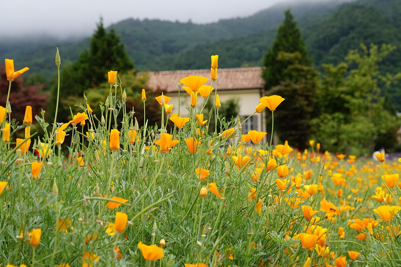 被动吸烟能导致什么健康问题？